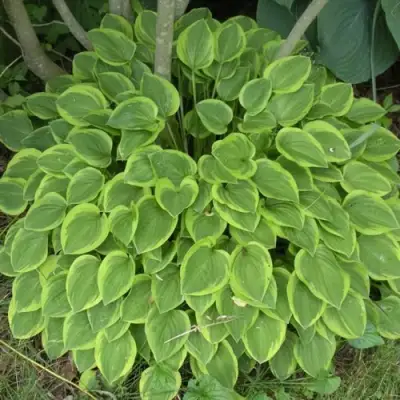 Хоста ГОЛДЕН ТИАРА в Речице