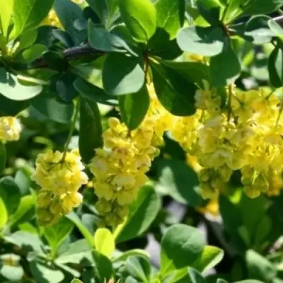 Барбарис ИНДИАН САММЕР  в Речице