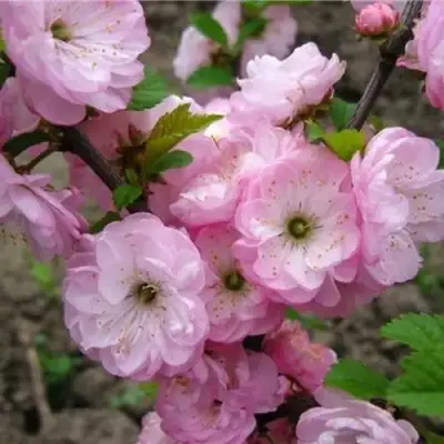 Миндаль ТРЁХЛОПАСТНЫЙ (луизеания) в Речице