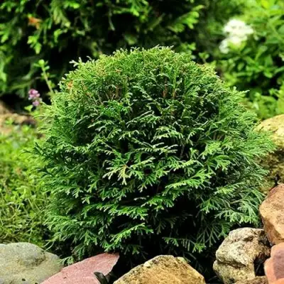 Туя ДАНИКА западная в Речице