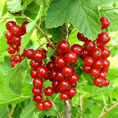 Смородина красная ФЕРТОДИ в Речице