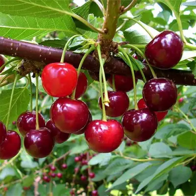 Вишня БРУСНИЦЫНА степная в Речице