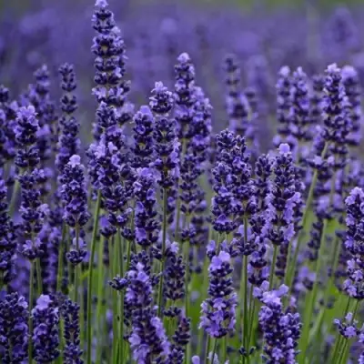 Лаванда МАНСТЕД узколистная в Речице