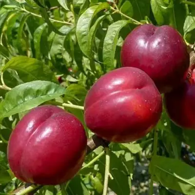 Нектарин БИГ-ТОП в Речице