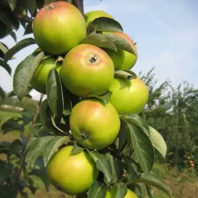 Яблоня ЛУКОМОР колонновидная в Речице