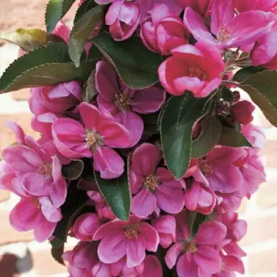 Яблоня ЗЕЛЁНЫЙ БУКЕТ декоративная в Речице