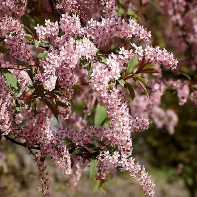 Черемуха НЕЖНОСТЬ в Речице