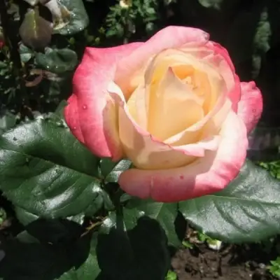 Роза БЕЛА ПЕРЛА чайно-гибридная в Речице