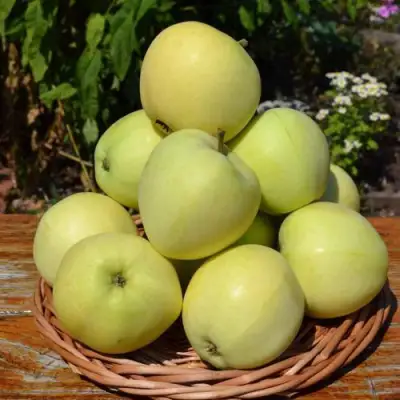 Яблоня ПАПИРОВКА в Речице