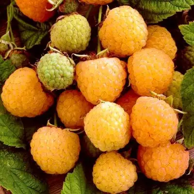 Малина ЗОЛОТЫЕ КУПОЛА в Речице