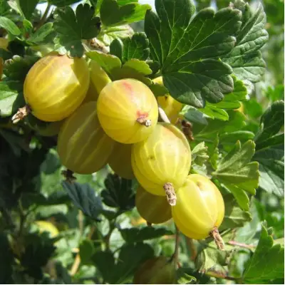 Крыжовник БЕРИЛЛ в Речице