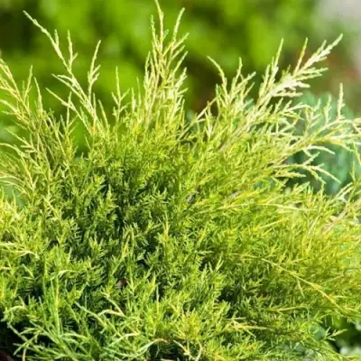 Можжевельник ОЛД ГОЛД средний в Речице