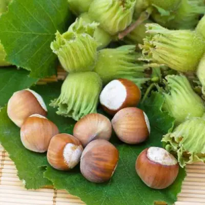 Фундук КРЕПКИЙ ОРЕШЕК в Речице