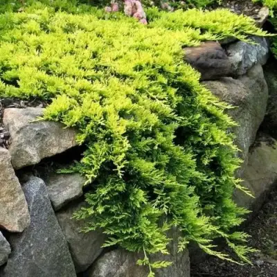 Можжевельник ГОЛДЕН КАРПЕТ горизонтальный  в Речице