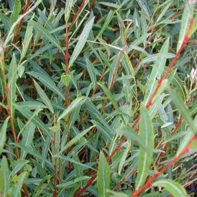 Ива НАНА пурпурная в Речице