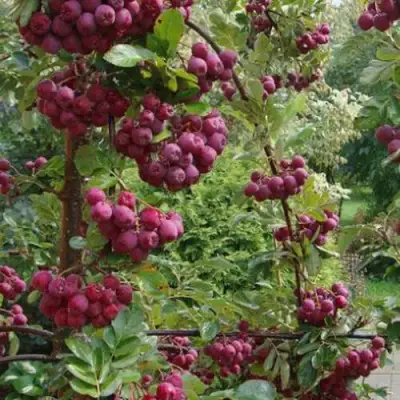 Рябина ДЕСЕРТНАЯ МИЧУРИНА сладкоплодная в Речице