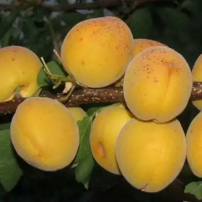 Абрикос ДЕСЕРТНЫЙ ГОЛУБЕВА в Речице