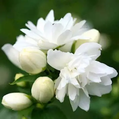 Жасмин ШНЕЕШТРУМ в Речице