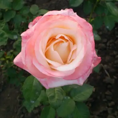 Роза БЕЛА ПЕРЛА чайно-гибридная в Речице