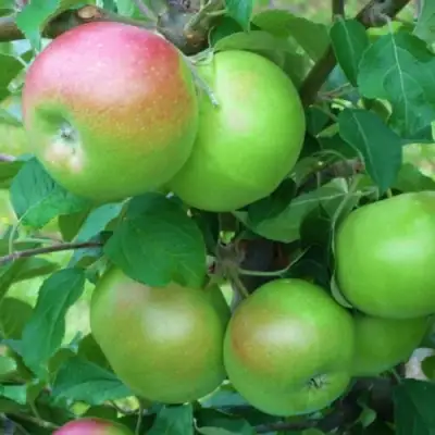 Яблоня НАВАВИТА в Речице