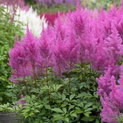 Астильба АМЕТИСТ Арендса в Речице