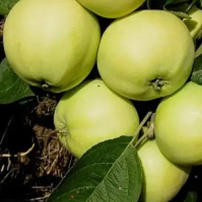 Яблоня ПАПИРОВКА в Речице