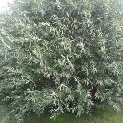 Ива СЕРЕБРИСТАЯ в Речице