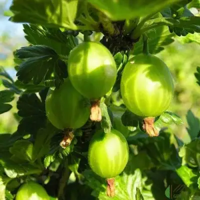 Крыжовник МАЛАХИТ в Речице