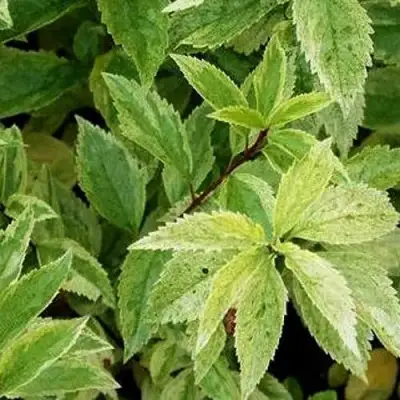 Форзиция ЛЕДНОГОРА промежуточная в Речице