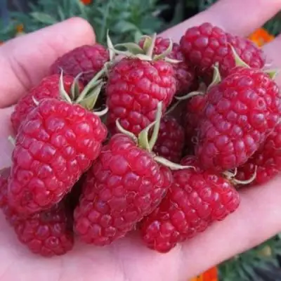 Малина МОСКОВСКИЙ ВЕЛИКАН в Речице