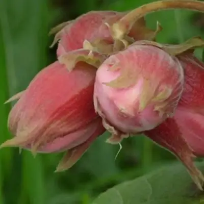 Фундук АКАДЕМИК ЯБЛОКОВ в Речице