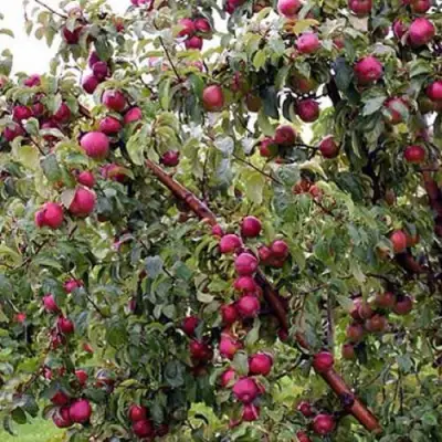 Яблоня ЛОБО в Речице