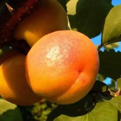 Абрикос СПАДЧЫНА в Речице