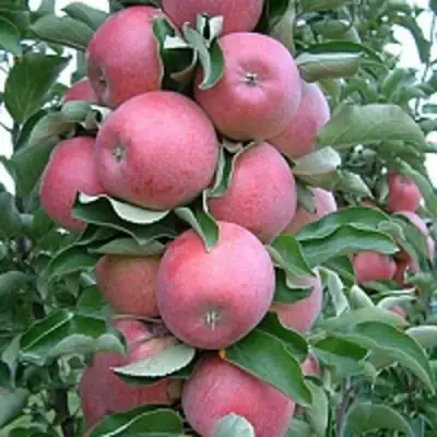 Яблоня АНТЕЙ КИЕВСКИЙ колонновидная в Речице