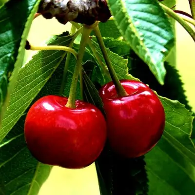 Вишня НИКА в Речице