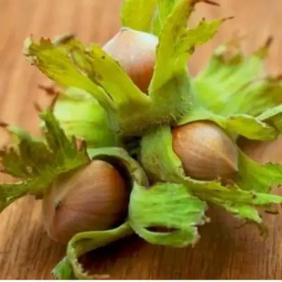 Фундук ГИГАНТ ТАМБОВСКИЙ в Речице