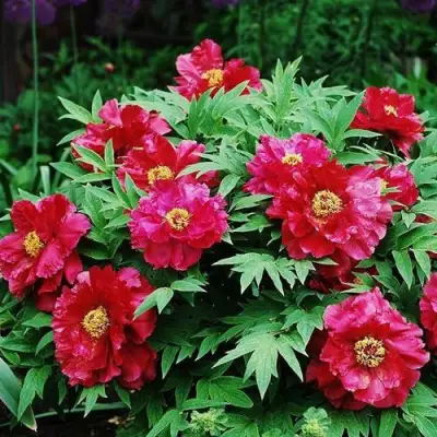 Пион КРАСНЫЙ ЛОТОС древовидный в Речице