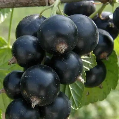 Смородина черная КЛУССОНОВСКАЯ в Речице