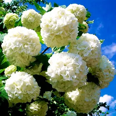 Калина БУЛЬДЕНЕЖ в Речице