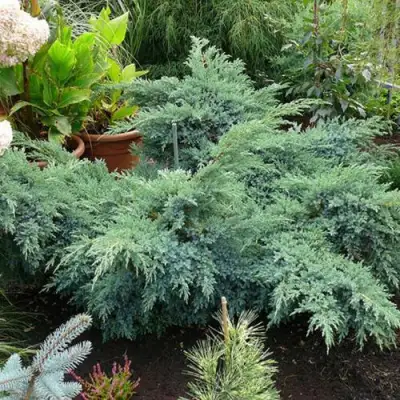 Можжевельник БЛЮ ШВЕД (СВИД) чешуйчатый в Речице