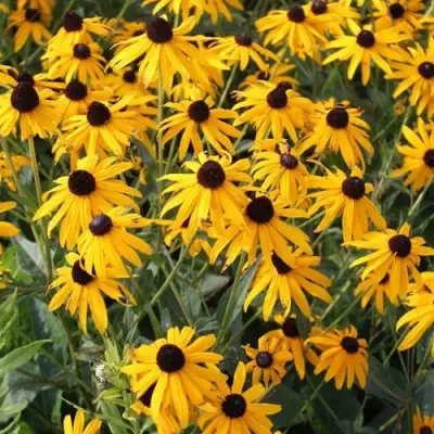 Рудбекия блестящая в Речице