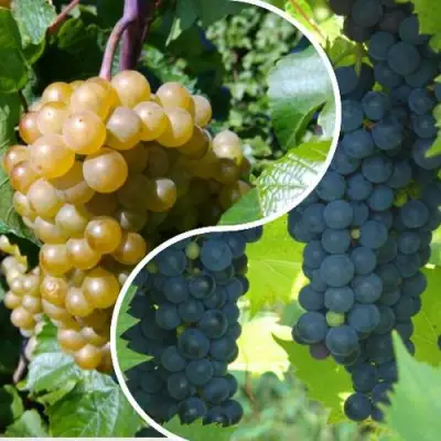 Комплект ИНЬ-ЯНЬ в Речице