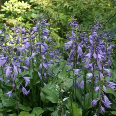 Хоста ГАРРИ ВАН ТРИЕР в Речице