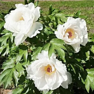 Пион ЛЕТНИЙ ДВОРЕЦ древовидный в Речице