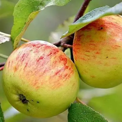 Яблоня РАНЕТКА (КОРОБОВКА) в Речице