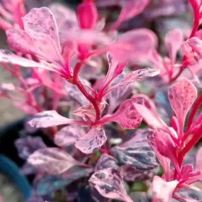 Барбарис РОУЗ ГЛОУ тунберга в Речице