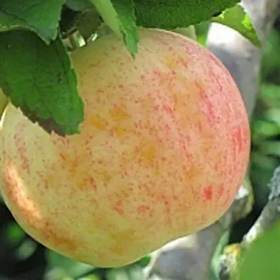 Яблоня ЛЕТНЕЕ СЛАДКОЕ в Речице