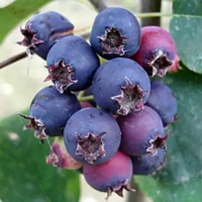 Ирга SLEYT в Речице