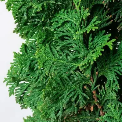 Туя СПИРАЛИС западная в Речице