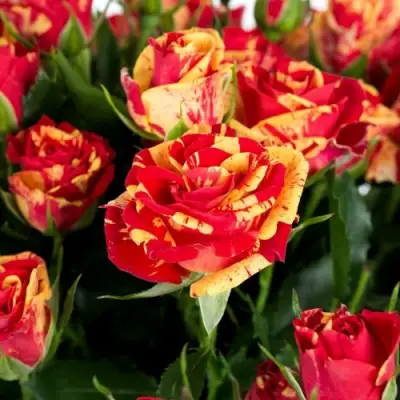 Роза ФАЙЕР ФЛЕШ спрей в Речице